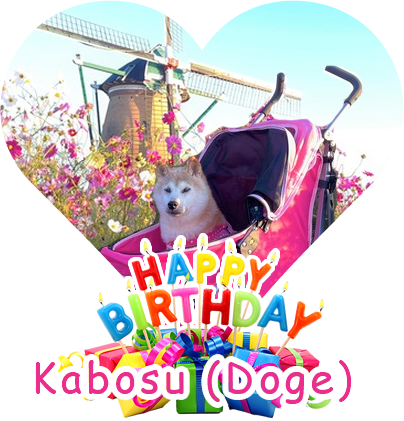Happy Birthday Kabosu (Doge)
